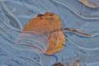 Fallen cottonwood leaf frozen in puddle of ice. Abstract Art Print